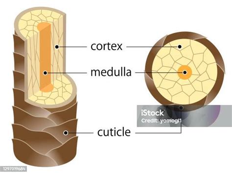 Layer Of Hair Structure The Hair Shaft Consists Of Cortex Cuticle And Medulla Hair Care And