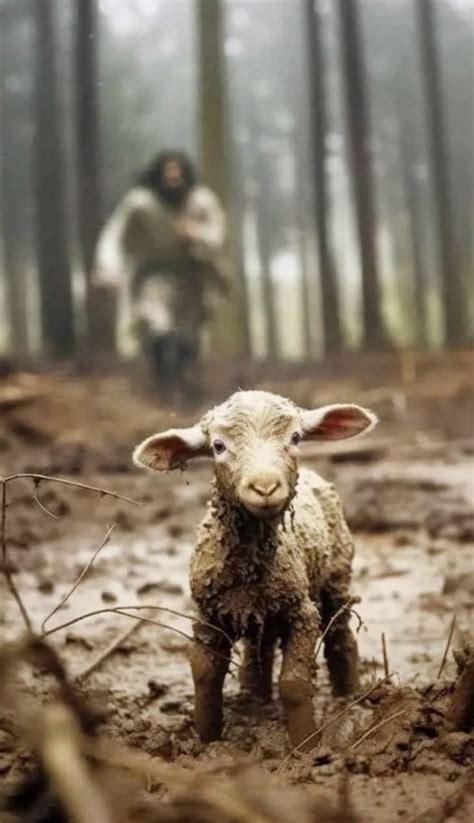 A Small Sheep Standing In The Mud Near A Person On A Bike Behind It