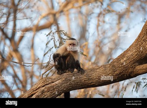 White Faced Capuchin Monkey Costa Rica Stock Photo Alamy