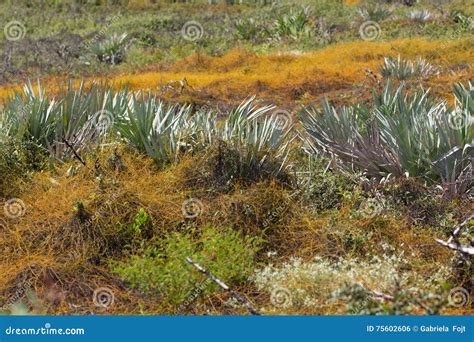 Florida Typical Scrub Vegetation Stock Photo - Image of lauraceae ...