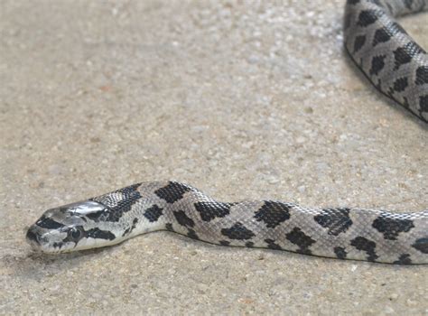 Saturdays Vintage Finds: Juvenile Western Rat Snake