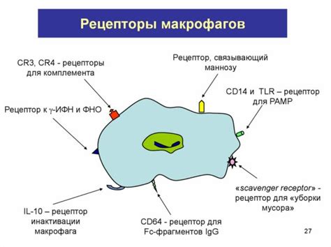 Фагоцитоз – что такое, определение, процесс, стадии и примеры кратко (8 ...