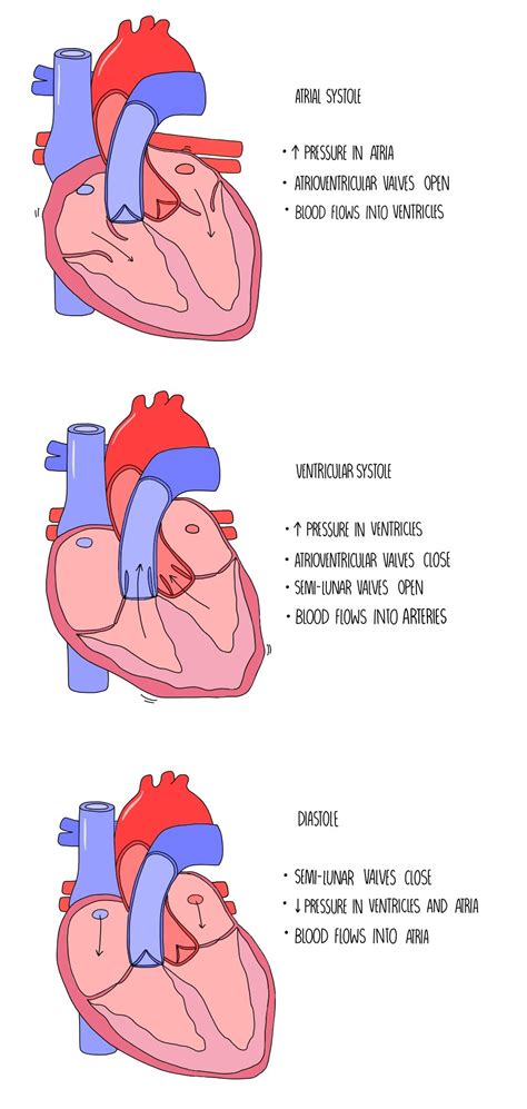 Heart Structure And Cardiac Cycle A Level The Science Sauce