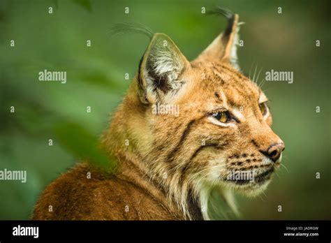 Eurasian Lynx (Lynx lynx Stock Photo - Alamy