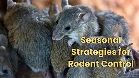 Seasonal Strategies For Rodent Prevention And Control