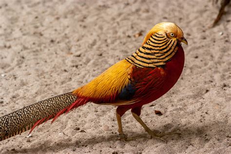 Black And White Birds With Orange Beaks