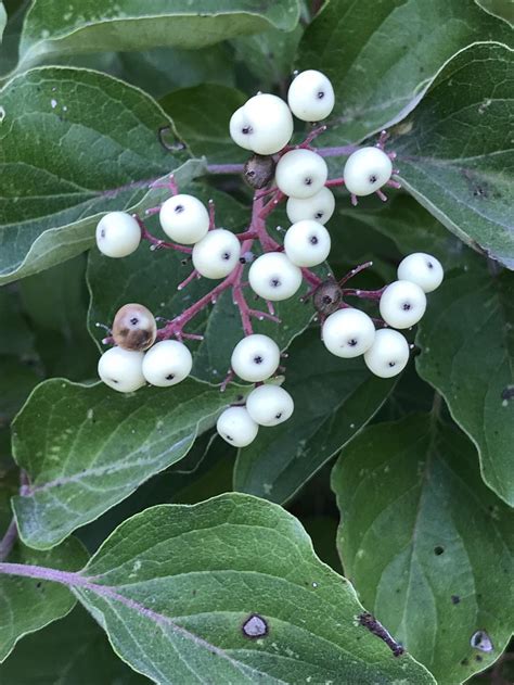 Roughleaf Dogwood Cornus Drummondii In The Dogwoods Database