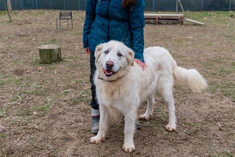 Lega Nazionale Per La Difesa Del Cane Sezione Padova