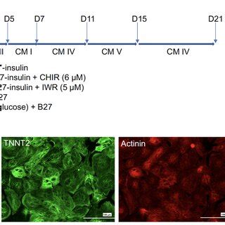 Cardiac Differentiation Of Human Ipscs By Sequential Modulation Of Wnt