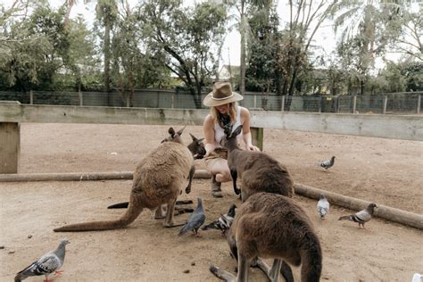 Visiting Featherdale Wildlife Park in Sydney - thewildlylife.com