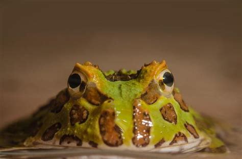 Horned Frog Stock Photos, Images and Backgrounds for Free Download