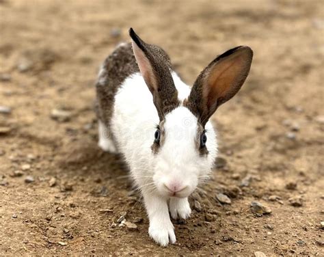 A White Rabbit In The Dirt On The Ground Looking Forward Stock Photo