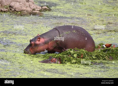 Flußpferd und Blaustirn Blatthühnchen Hippopotamus and African jacana