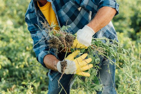 Cropped View Of Farmer In Plaid Shirt And Gloves Holding Weeds While