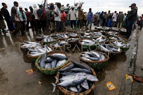 Potensi Hasil Tangkapan Ikan Nasional Antara Foto