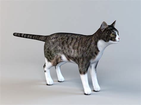 Tabby Cat 3d Model Turbosquid 1394993