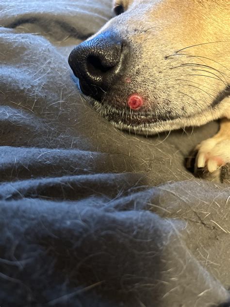Red Bump On Dogs Lip Rdog