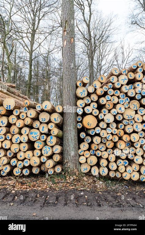 Numbered Felled Trees At A Lumberyard Or Logging Site Log Pile Trunks