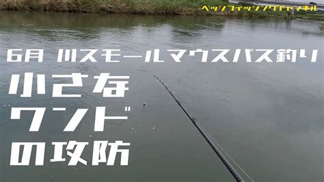 【バス釣り】6月川スモールマウスバス釣り『小さなワンドの攻防』【スモールマウスバス】 Youtube