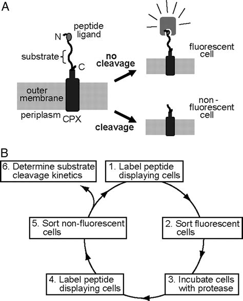 Protease Specificity Determination By Using Cellular Libraries Of