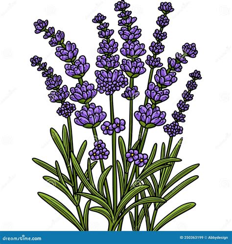 Lavender Flower Cartoon Colored Clipart Stock Vector Illustration Of