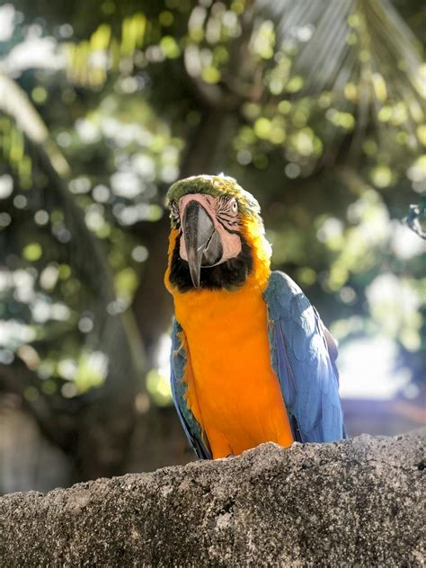 Blue Yellow and Green Parrot · Free Stock Photo