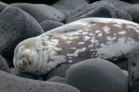 Weddell Seal Vocalizations | Ocean Conservation Research