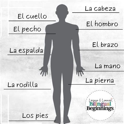 Body Parts In Spanish A Comprehensive Guide Learning Materials