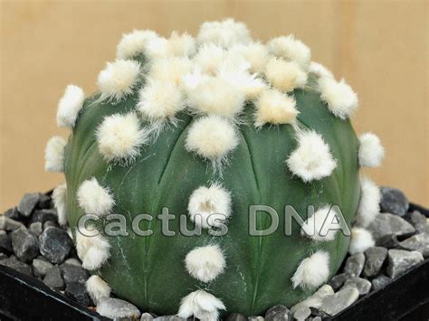 Astrophytum Asterias V Nudum Cv Ooibo Cactus Dna