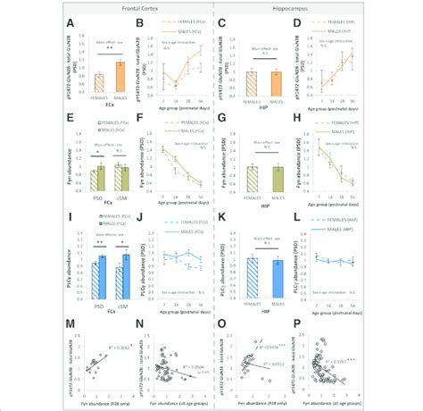 Sex Differences In Py1472 Glun2b Phosphorylation Fyn And Plcγ In Psd