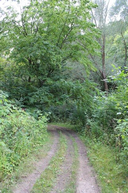 Premium Photo A Dirt Road Through A Forest