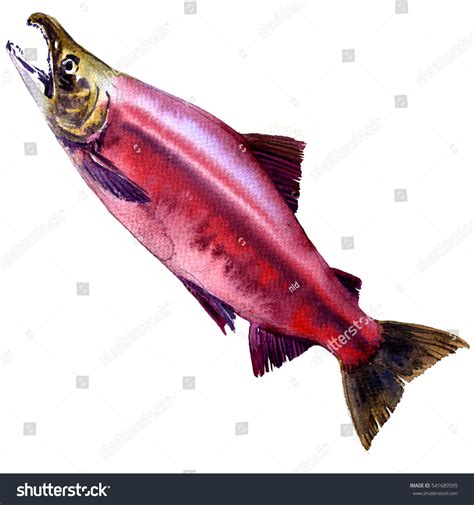 Red Sockeye Kokanee Salmon Oncorhynchus Nerka Stock Illustration