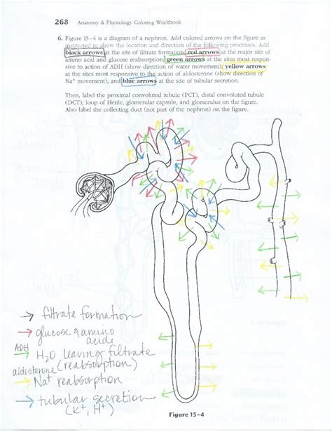 Pdf Anatomy Physiology Coloring Workbook Figure Is A