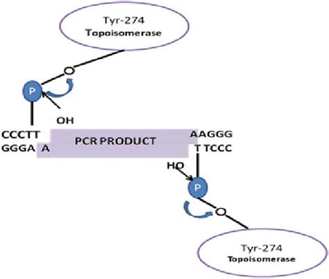 1 Schematic Illustration Of The Topo Cloning Procedure Download