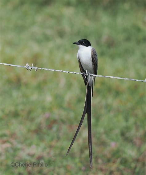 Backyard Birding In Merida Yucatan And Beyond Smorgasbirds In Both