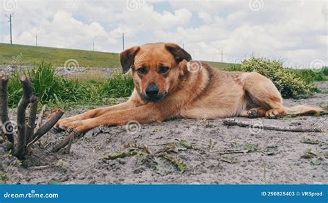 Perro Lindo Sin Hogar Tendido En El Suelo En El Closet De Primavera