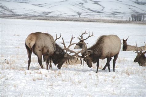 Bull Elk with Large Antlers Fighting Each Other Stock Image - Image of ...