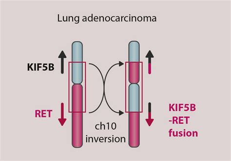 Clinical And Translational Implications Of RET Rearrangements In Non