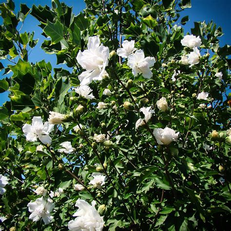 Double White Hardy Hibiscus For Sale Online | The Tree Center