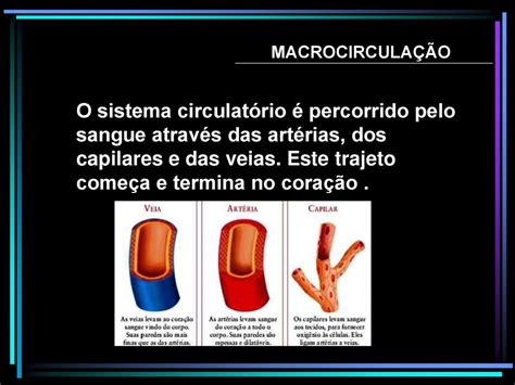 Sistema Cardiocirculat Rio Ppt Carregar