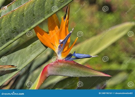 Bird Of Paradise Flower Crane Flower Strelitzia Reginae Ornamental