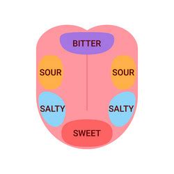 Sense Of Taste Diagram