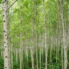 Betula Pubescens Zachte Berk Planten Grassen Kruidengeneeskunde