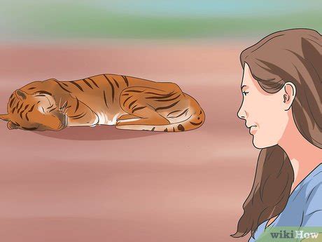 3 Ways to Survive a Tiger Attack - wikiHow