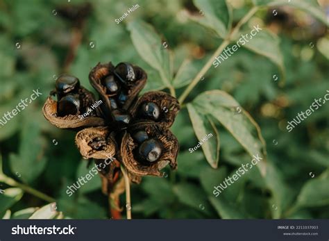 3,023 Peony Seeds Images, Stock Photos & Vectors | Shutterstock