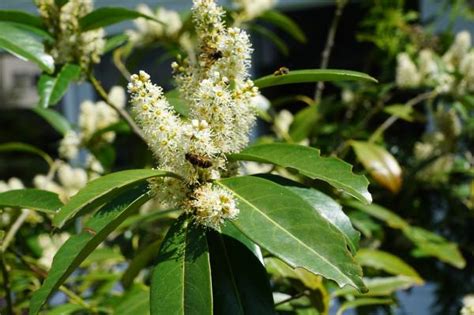 Aprende A Cultivar Laurel En Tu Casa Con Estos 5 Pasos El Rincón De Fafa