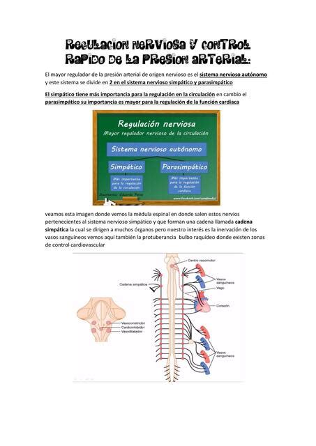 Regulación Nerviosa Y Control Rápido De La Presión Arterial Vicky Ceballos Udocz