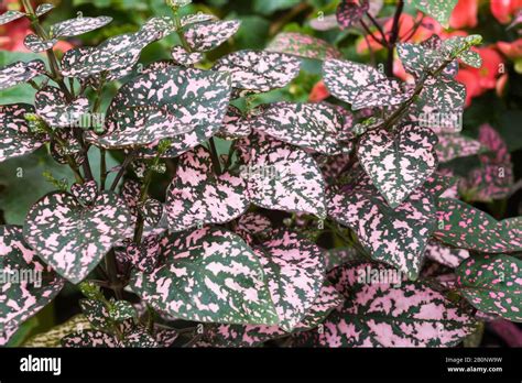 Plante Hypoestes Phyllostachya Banque De Photographies Et Dimages