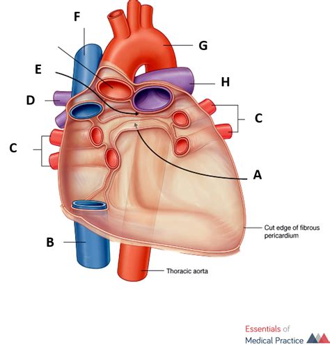 Anatomy Of The Heart Diagram Quizlet