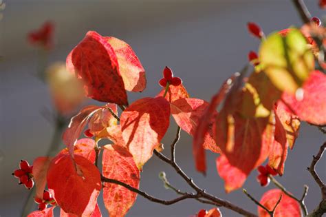 紅葉するのはどの木錦秋はあなたのすぐそばに身近な紅葉を楽しもうその1 季節暮らしの話題 2020年10月14日 日本気象協会